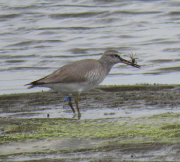 Grey-tailed Tattler Sambanze Tideland Thu, 5/23/2024