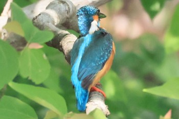 カワセミ 甲山森林公園 2024年5月24日(金)