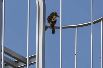 Oriental Reed Warbler 家の近所 Fri, 5/24/2024