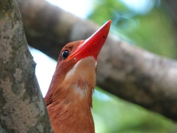 2024年5月17日(金) 石垣島の野鳥観察記録