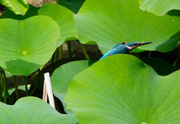 2024年5月24日(金) 大阪鶴見緑地の野鳥観察記録