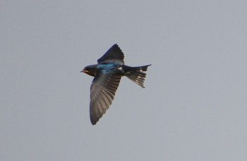 Fri, 5/24/2024 Birding report at 淀川河川公園