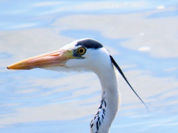 Grey Heron Fujimae Tidal Flat Fri, 4/12/2024