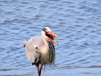 Grey Heron Fujimae Tidal Flat Fri, 4/12/2024