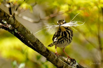 Olive-backed Pipit 西臼塚 Sat, 5/4/2024