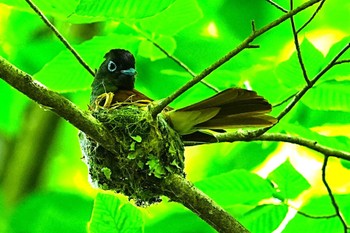 サンコウチョウ 栃木県民の森 2024年5月18日(土)