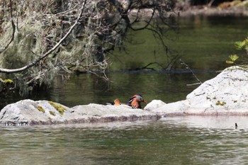 Mandarin Duck 上高地 Fri, 5/3/2024