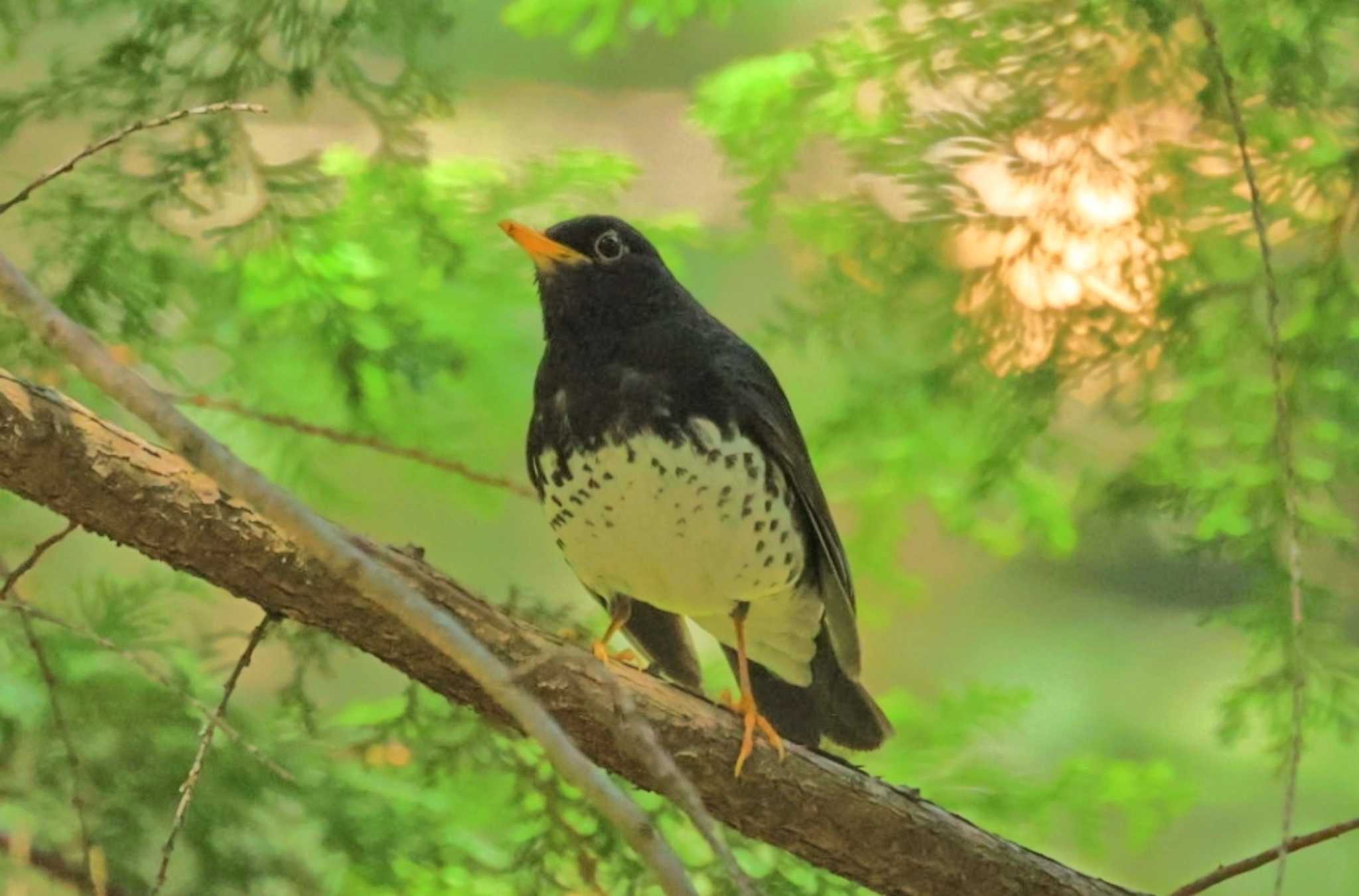 Japanese Thrush