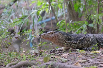 未同定 Wachirabenchathat Park(Suan Rot Fai) 2024年5月19日(日)