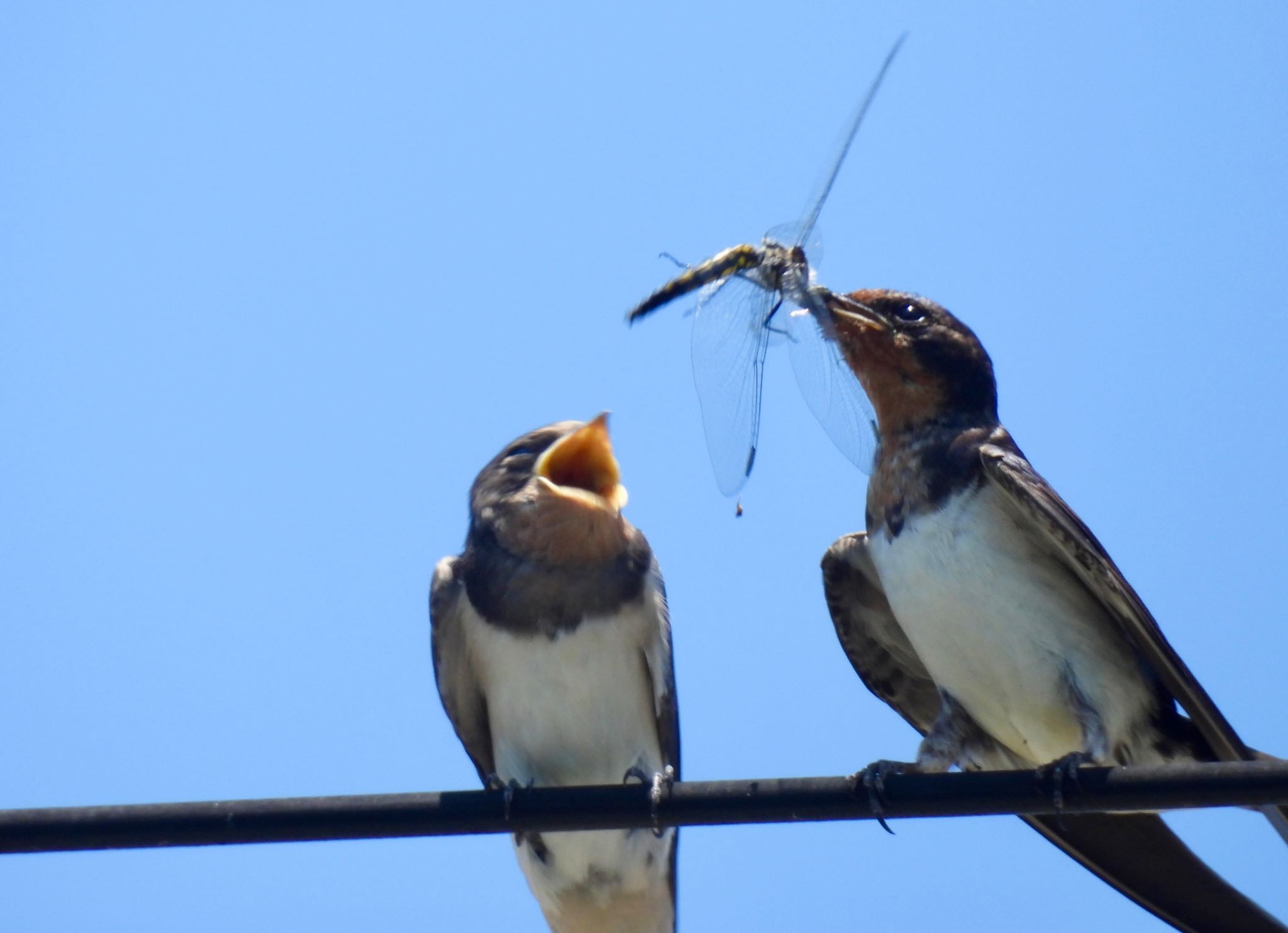 Barn Swallow