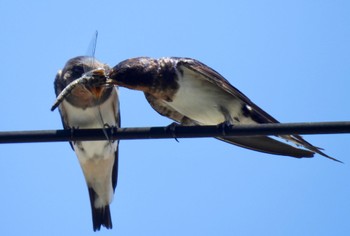 Barn Swallow 杁ヶ池公園 Tue, 5/21/2024