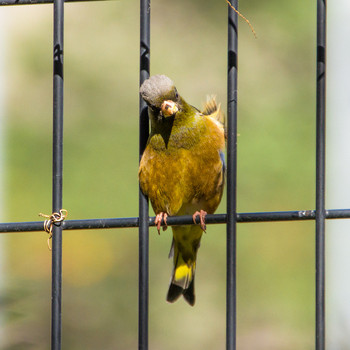 Grey-capped Greenfinch 西新宿 Thu, 5/4/2017