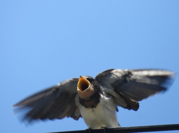 Barn Swallow 杁ヶ池公園 Tue, 5/21/2024