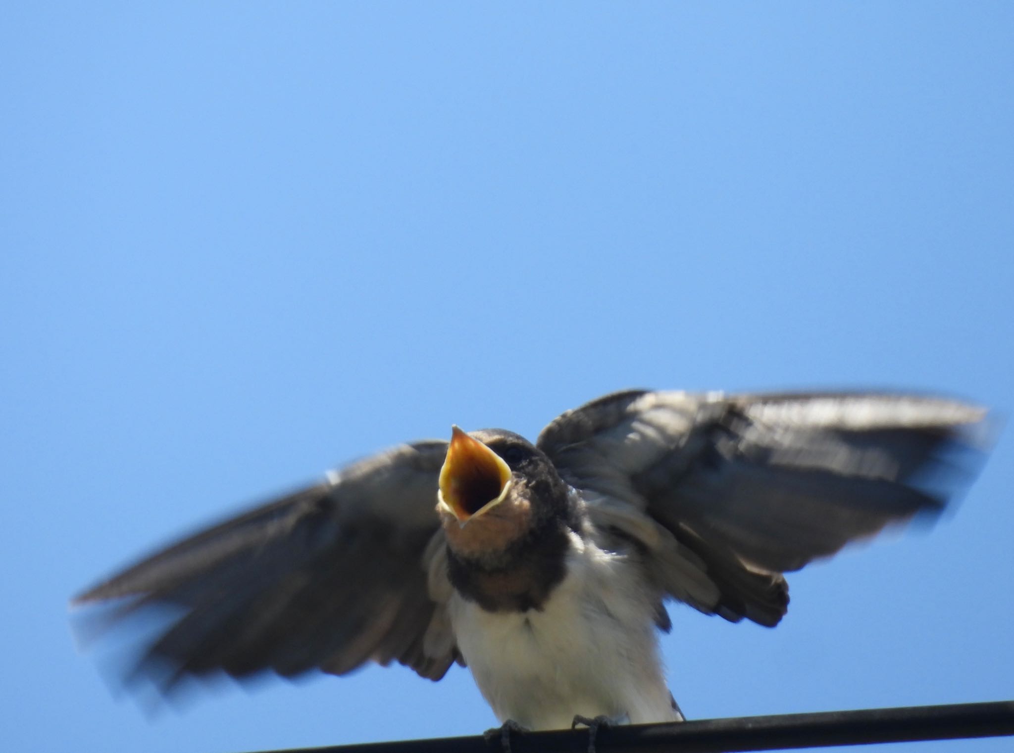 Barn Swallow