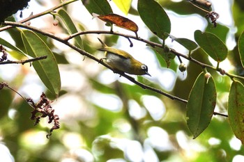 Black-capped White-eye Kinabaru park Tue, 2/27/2024