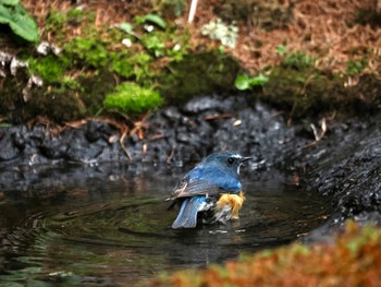 Red-flanked Bluetail Okuniwaso(Mt. Fuji) Tue, 5/21/2024