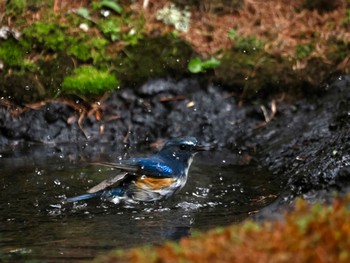 Red-flanked Bluetail Okuniwaso(Mt. Fuji) Tue, 5/21/2024