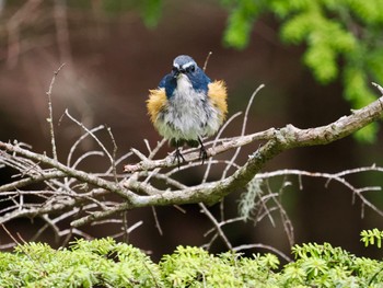 Red-flanked Bluetail Okuniwaso(Mt. Fuji) Tue, 5/21/2024