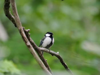 Fri, 5/24/2024 Birding report at Nishioka Park