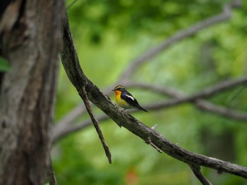 キビタキ 西岡公園(西岡水源地) 2024年5月24日(金)