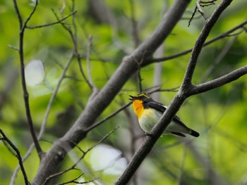 キビタキ 西岡公園(西岡水源地) 2024年5月24日(金)