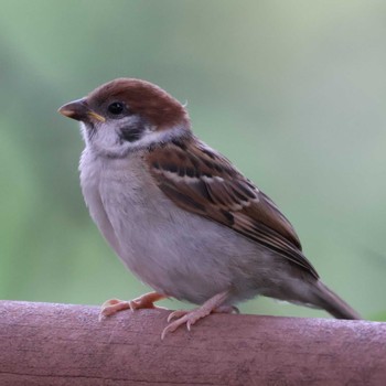 Fri, 5/24/2024 Birding report at 都内