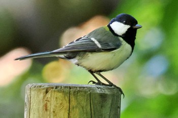 Japanese Tit 大潟水と森公園 Wed, 5/22/2024