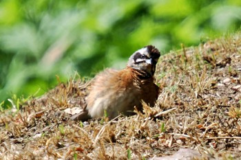 Meadow Bunting 大潟水と森公園 Wed, 5/22/2024