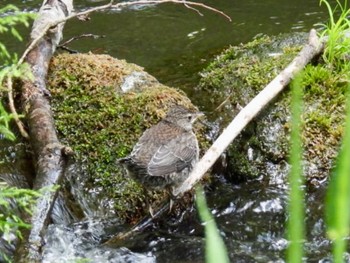 Brown Dipper Karuizawa wild bird forest Fri, 5/24/2024