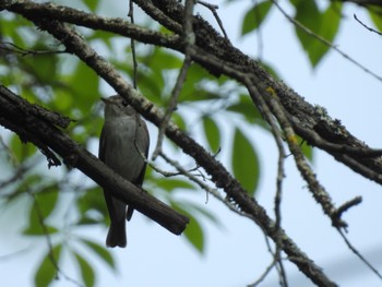 コサメビタキ 軽井沢野鳥の森 2024年5月24日(金)