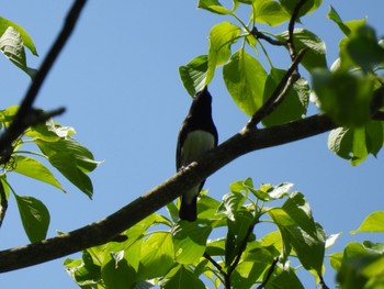 Blue-and-white Flycatcher Karuizawa wild bird forest Fri, 5/24/2024