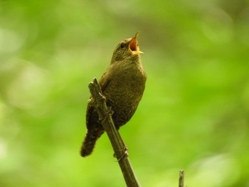 Eurasian Wren Karuizawa wild bird forest Fri, 5/24/2024