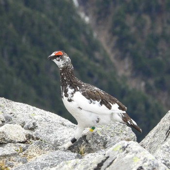 2024年5月23日(木) 木曽駒ヶ岳の野鳥観察記録