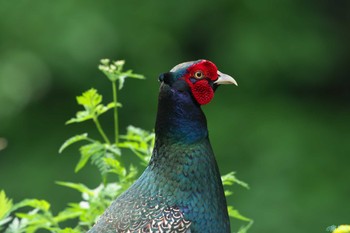 2024年4月29日(月) 鹿児島県の野鳥観察記録