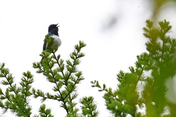 Blue-and-white Flycatcher 焼山沢真木林道 Sun, 5/19/2024