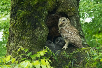 Ural Owl Unknown Spots Thu, 5/16/2024