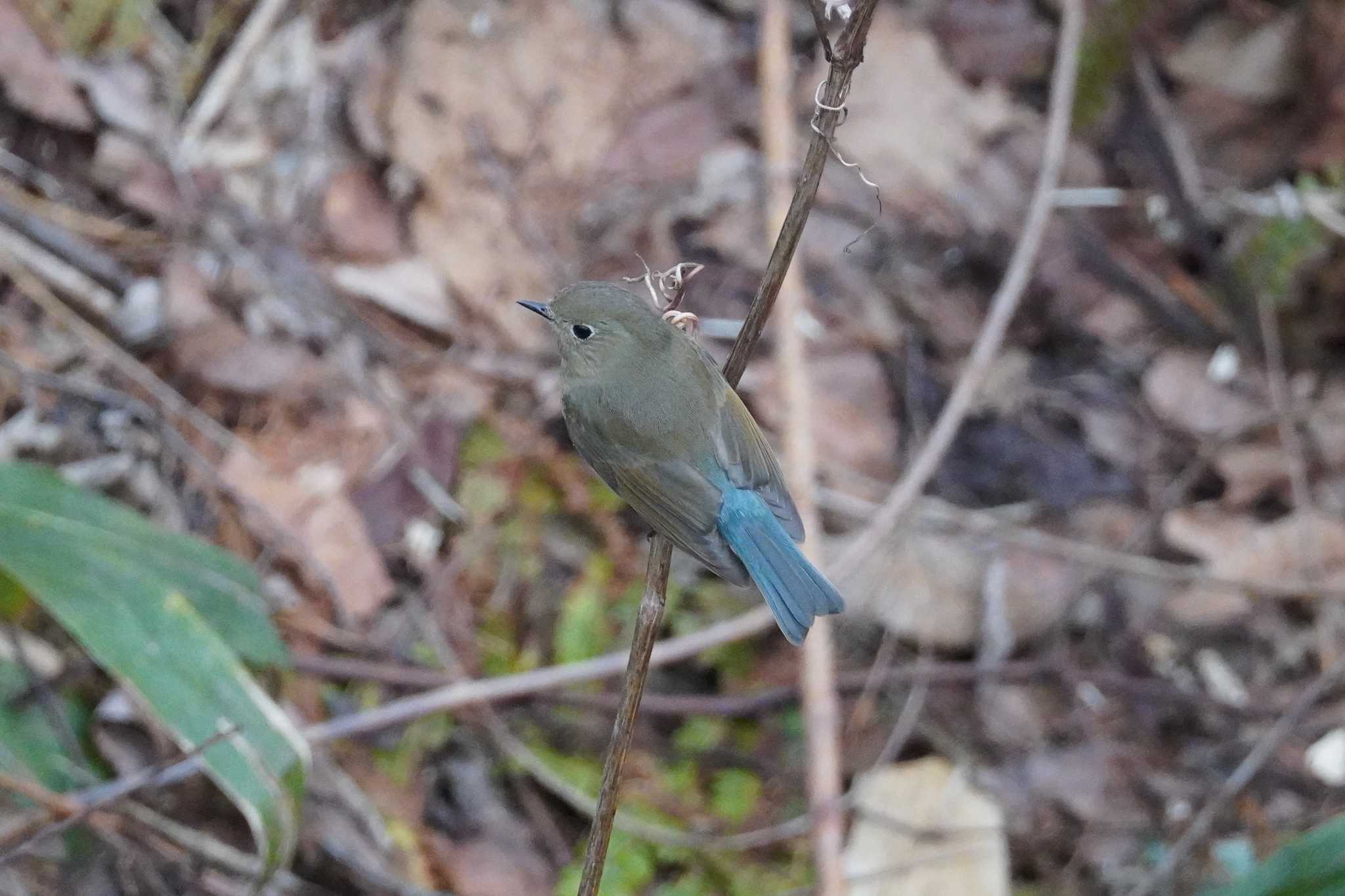 Photo of Red-flanked Bluetail at Asahiyama Memorial Park by くまちん