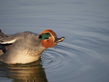 Eurasian Teal Isanuma Sat, 4/20/2024