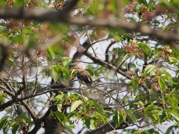 Chestnut-cheeked Starling Isanuma Sat, 4/20/2024