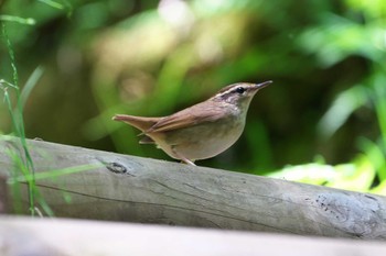 Fri, 5/24/2024 Birding report at 軽井沢千ヶ滝