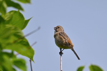 Siberian Long-tailed Rosefinch 札幌 Sun, 5/19/2024