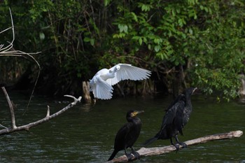 2024年5月24日(金) 石神井公園の野鳥観察記録