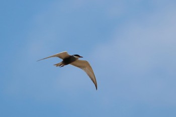 2024年5月4日(土) 徳之島の野鳥観察記録