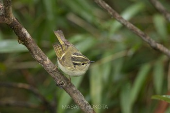 Sichuan Leaf Warbler