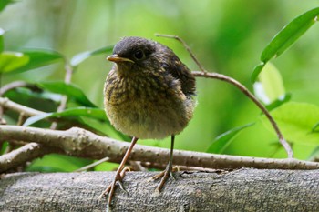 2024年5月19日(日) 三宅島の野鳥観察記録