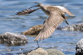 チュウシャクシギ 東京港野鳥公園 2024年5月18日(土)