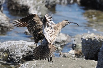 チュウシャクシギ 東京港野鳥公園 2024年5月18日(土)