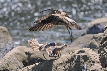 チュウシャクシギ 東京港野鳥公園 2024年5月18日(土)