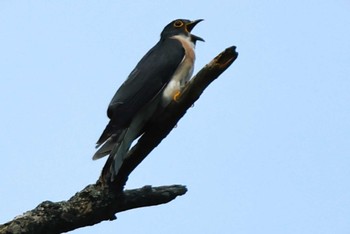 Malaysian Hawk-Cuckoo 紀伊山地 Fri, 5/24/2024