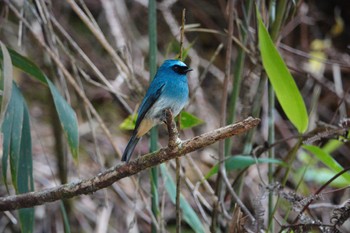 2024年2月27日(火) キナバル公園の野鳥観察記録